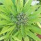 Семена сорта Buddha Kraken fem (Buddha Seeds)