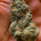 Семена сорта Ghost Train Haze fem (Seedkeepers)
