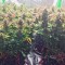 Семена сорта Jack 47 Auto fem (Sweet Seeds)