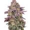 Семена сорта Easy Runtz Autoflower fem (Easy Grow Seeds)
