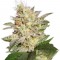 Семена сорта Allkush fem (Paradise Seeds)