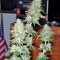 Семена сорта Afghan Kush X Yumbolt fem (World of Seeds)