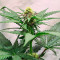 Семена сорта Bubba Kush fem