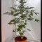Семена сорта Chronic Ryder Auto fem (Doctor’s Choice)