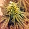 Семена сорта Lithium OG Kush fem (Nirvana Seeds)