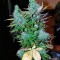 Семена сорта Mataro Blue Max Auto fem