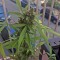 Семена сорта Mikromachine Auto fem