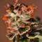 Семена сорта Nexus fem (Eva Seeds)