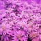 Семена сорта Northern Lights fem (Nirvana Seeds)