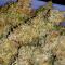 Семена сорта Ultimate Bubba Auto fem (Семяныч)