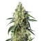 Семена Green Poison CBD шишки