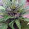 Семена сорта Sugar Gom auto fem