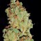 Семена сорта Afgooey fem (Strain Hunters)