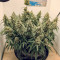 Семена сорта Auto Glueberry O.G. fem (Dutch Passion)
