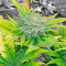 Семена сорта Auto Gorilla Blue fem (Advanced Seeds)