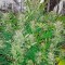Семена сорта Blue Dream Auto fem (Humboldt Seeds)