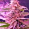 Семена сорта Blue Mystic fem (Nirvana Seeds)