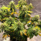 Семена сорта Gorilla Cookies Fast fem (High Speed ​​Buds)