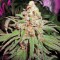 Семена сорта Hindu Kush (Kaya Gold) fem (Nirvana Seeds)