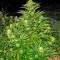 Семена сорта Shark Shock CBD fem