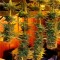 Семена сорта Silver Haze fem (Vision Seeds)