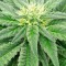 Семена сорта Super Skunk fem (Vision Seeds)