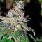 Семена сорта Sweet Tooth #1 fem (Barney's Farm)