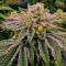 Семена сорта Ultimate Bubba Auto fem (Семяныч)