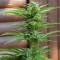 Семена сорта AK-49 Auto Fem (Vision Seeds)