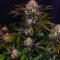 Семена сорта Frostbanger Auto F4 fem (FastBuds)