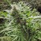 Семена сорта Kali Mist reg (Serious Seeds)
