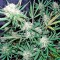 Семена сорта Skunk Auto fem (Strain Hunters)