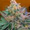 Семена сорта Ultimate Bubba Auto fem (Семяныч)