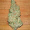 Семена сорта Zkittlez x Grapefruit (7CH Seeds & Cali Buds Seeds)