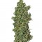 Семена сорта Big Tooth fem (Strain Hunters)