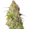 Семена Gagarin Haze шишки