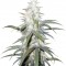 Семена сорта Sterling Haze (Super Silver Haze) reg (Nirvana Seeds)