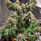 Семена сорта Vanilla Kush fem (Barney's Farm)