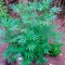 Семена сорта Biddy Early fem (Serious Seeds)
