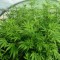 Семена сорта Blue Nitro Haze fem (Sumo Seeds)