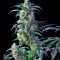 Семена сорта Domina Haze fem