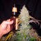 Семена сорта Eldorado fem (Nirvana Seeds)