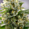 Семена сорта Iceberg fem (Anesia Seeds)
