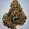 Семена сорта LA Confidential Autoflower fem (Семяныч)