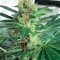 Семена сорта Spiritual Punk fem (Samsara Seeds)