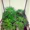 Семена сорта Violet's Wonder Auto fem (Sumo Seeds)