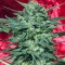 Семена сорта White Russian reg (Serious Seeds)