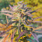 Семена сорта Florida Gaspack fem (Humboldt Seed Organization)