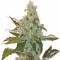 Семена сорта Cheese fem (Green House Seeds)