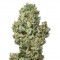 Семена сорта Dinamex Autoflowering fem